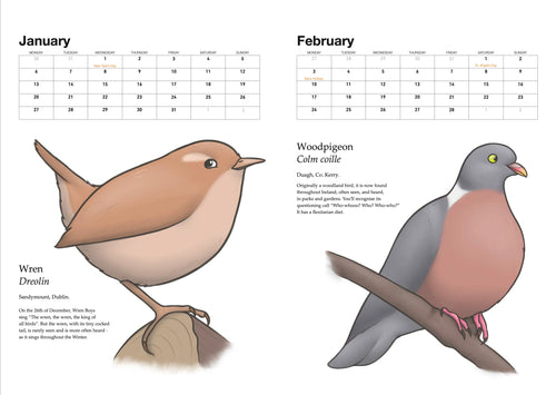 A Calendar of Irish Birds 2025, Joe Hollingsworth & OystercatcherTF