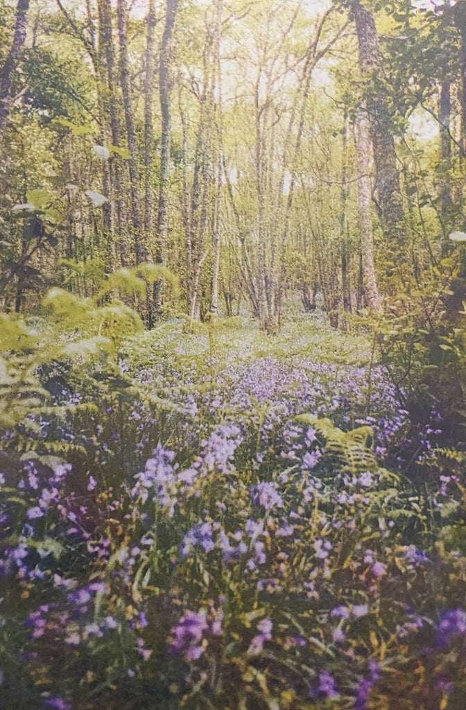 Ellen Blair, Bluebell woods