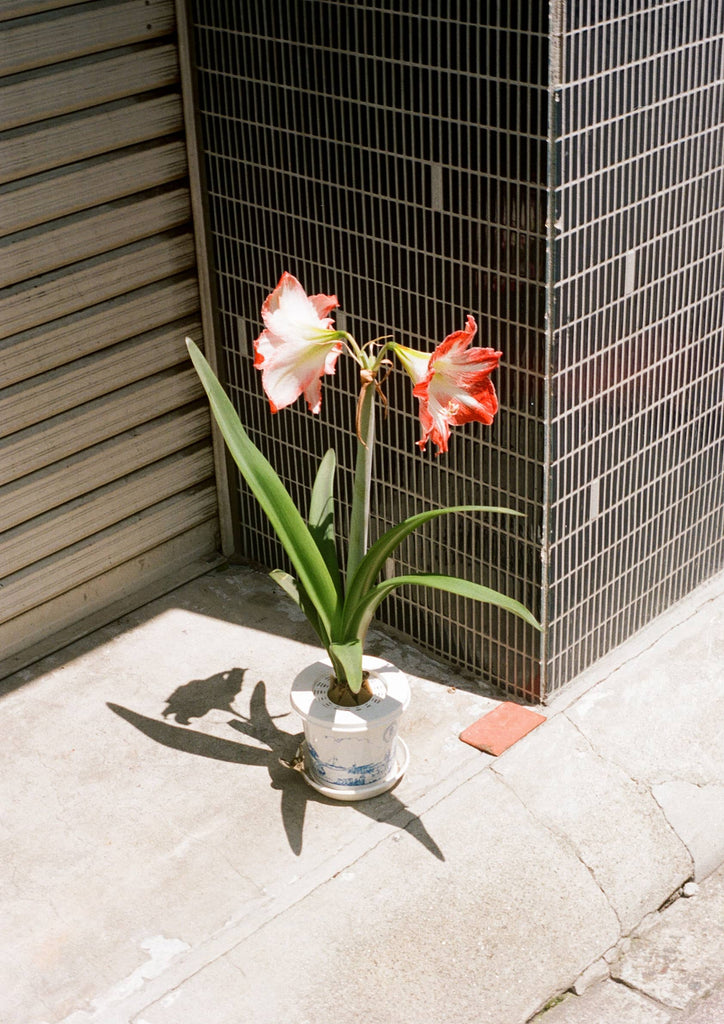 Grace O'Leary, Summer Sundial, Tokyo