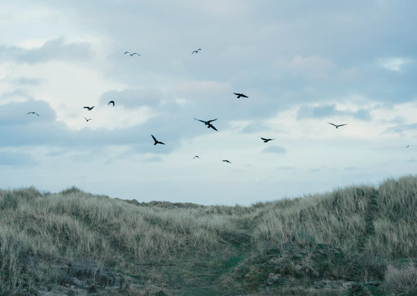 Bull Island, Myles Shelly