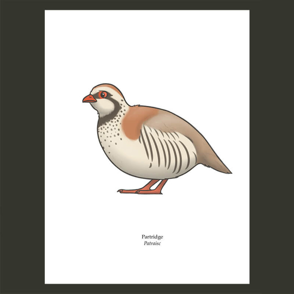 Partridge Greeting Card, Joe Hollingsworth & OystercatcherTF