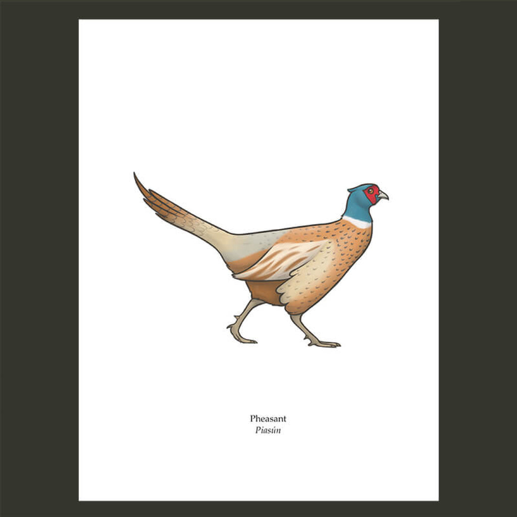 Pheasant Greeting Card, Joe Hollingsworth & OystercatcherTF