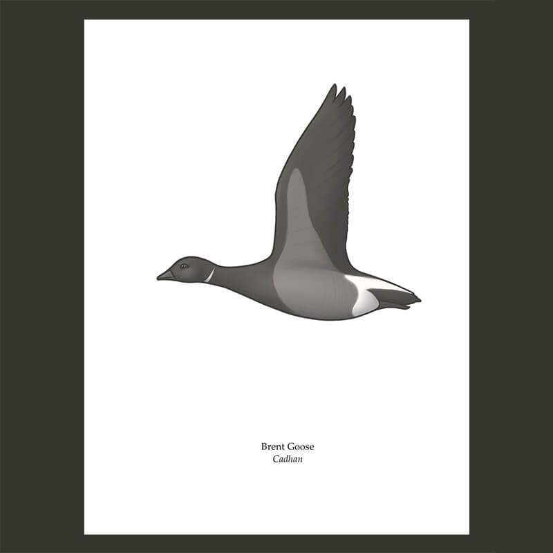 Brent Goose Greeting Card, Joe Hollingsworth & OystercatcherTF