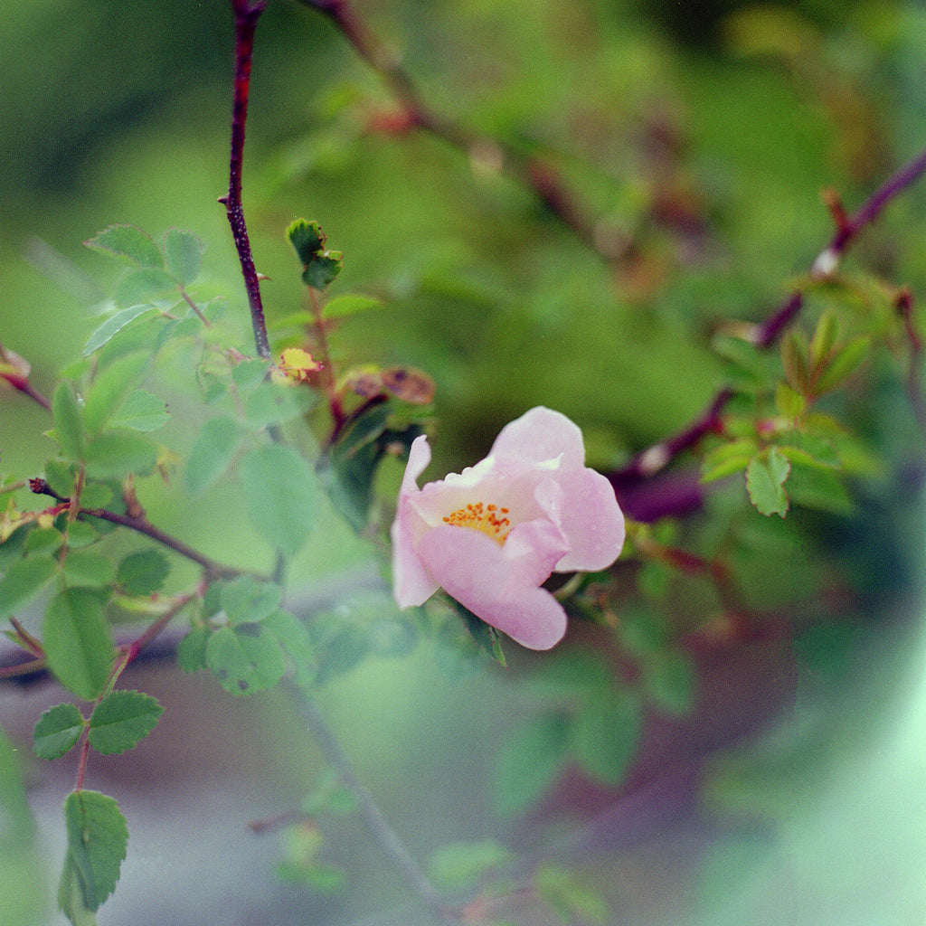 Donal Kelly, Small-flower Sweet Briar, Connemara, Galway